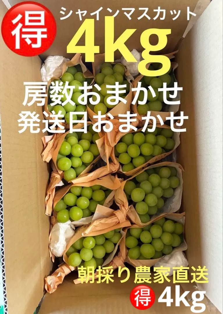 お得！朝採りシャインマスカット4kg房数おまかせ 発送日おまかせご家庭用