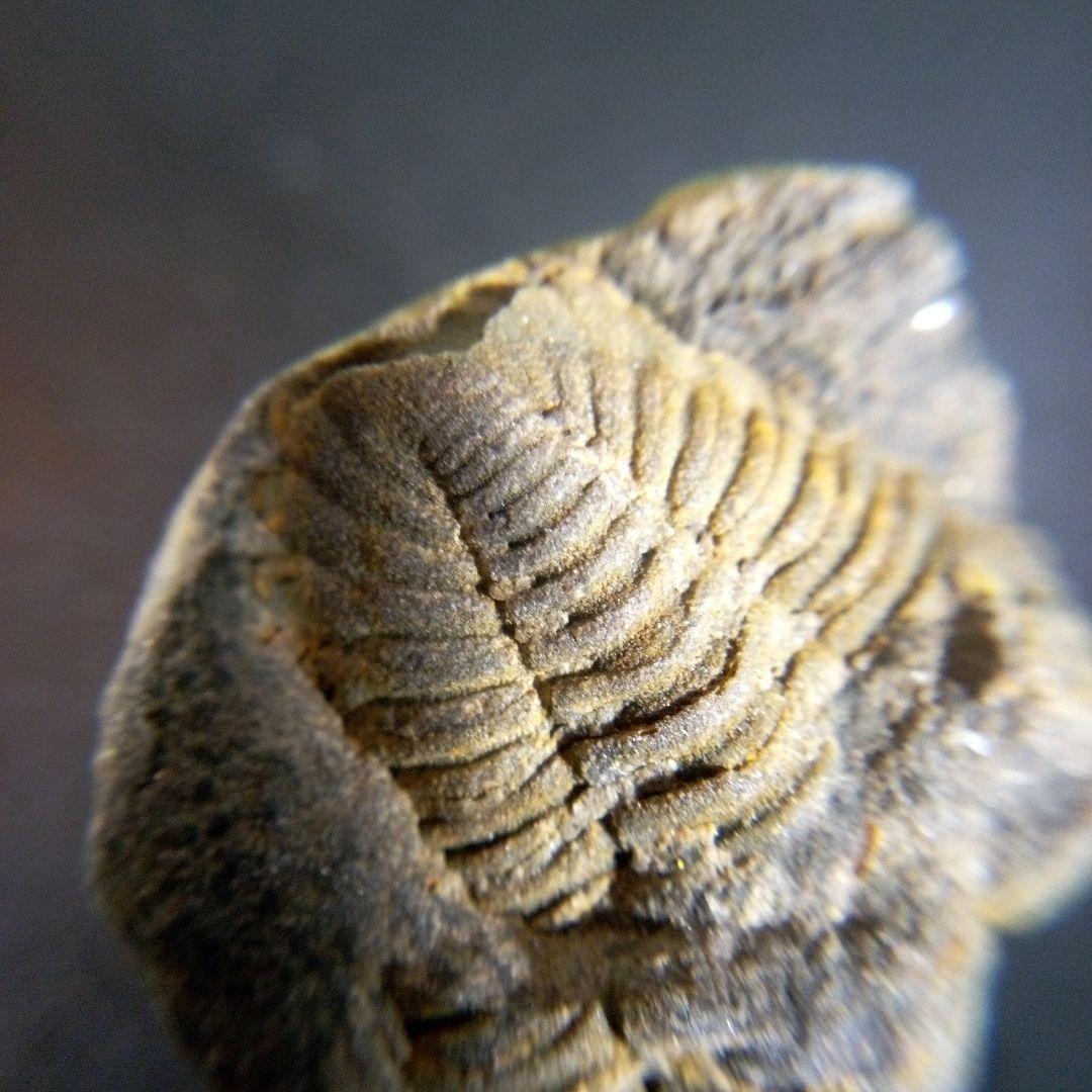 三葉虫　化石　fossil　海　ボリビア産　trilobite　海生動物判別⑥