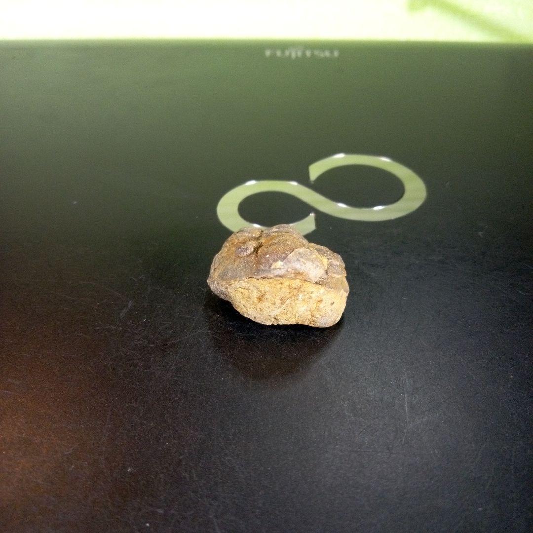 三葉虫　化石　fossil　海　ボリビア産　trilobite　海生動物判別⑥