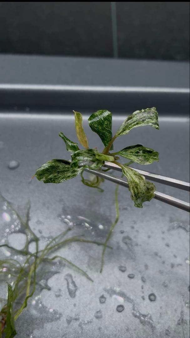 【1月限定】ブセファランドラspバリエガータ(斑入)5本セット