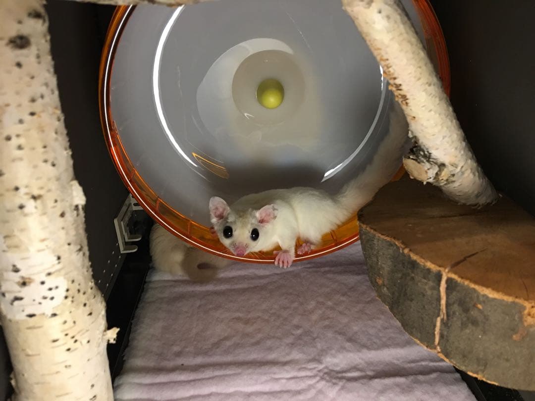 Apple Macintosh Classic II型 ポータブル小動物ケージ