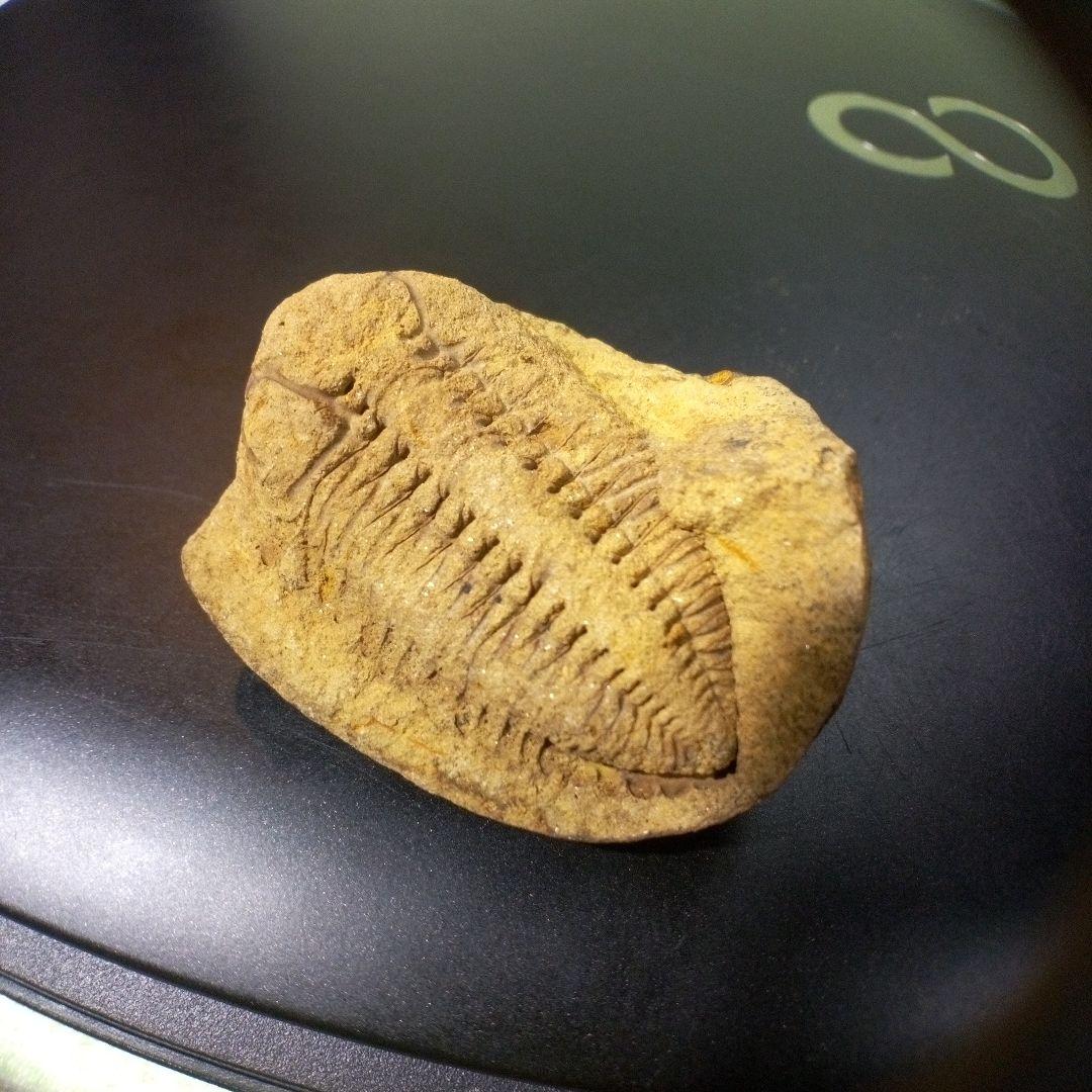 三葉虫　化石　fossil　ボリビア産　レア　Fossil管理⑧