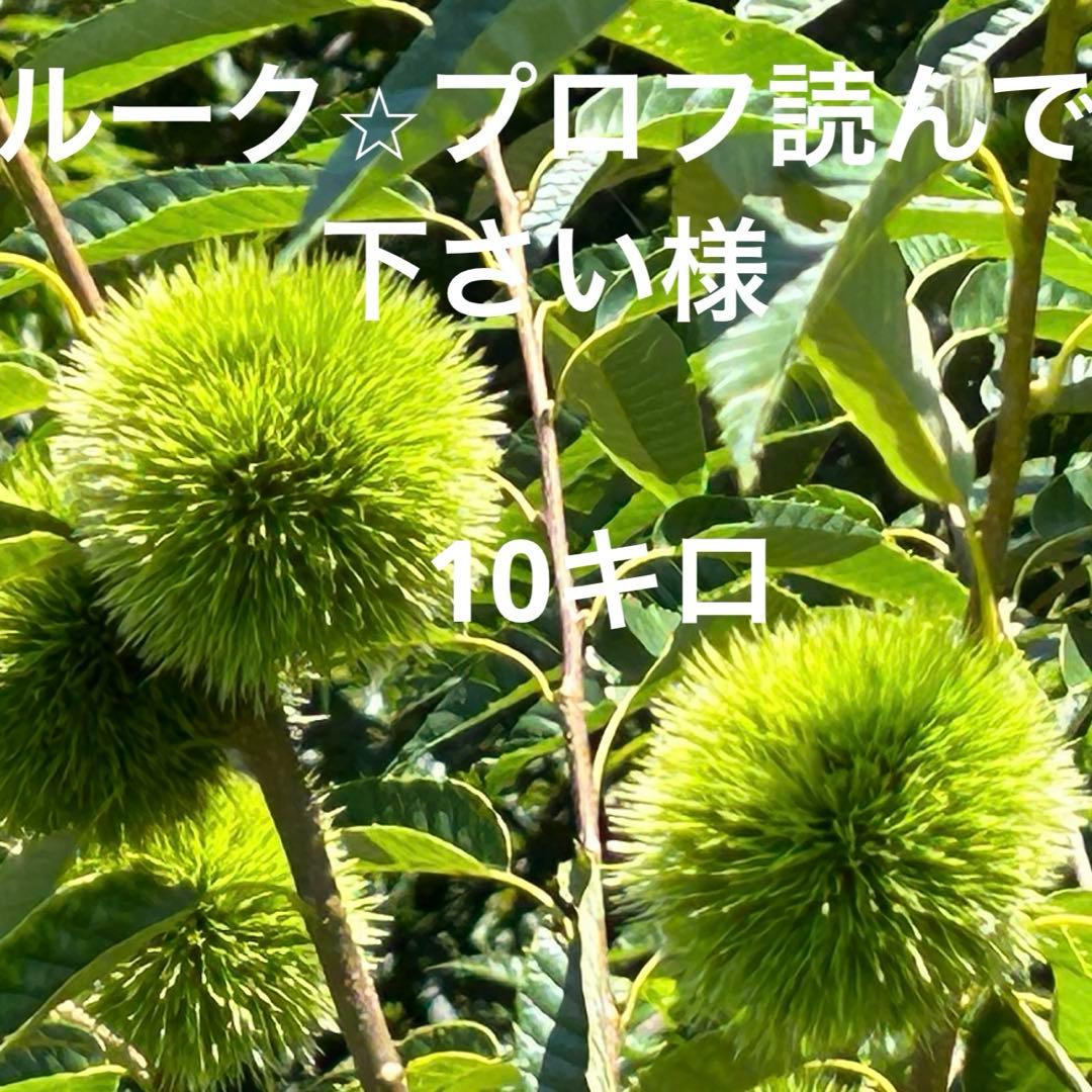 ルーク⭐︎プロフ読んで下さい様　生栗　10キロ