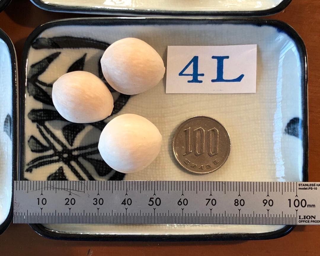 2025年新物 久寿 銀杏 ぎんなん 祖父江産 3L 3kg