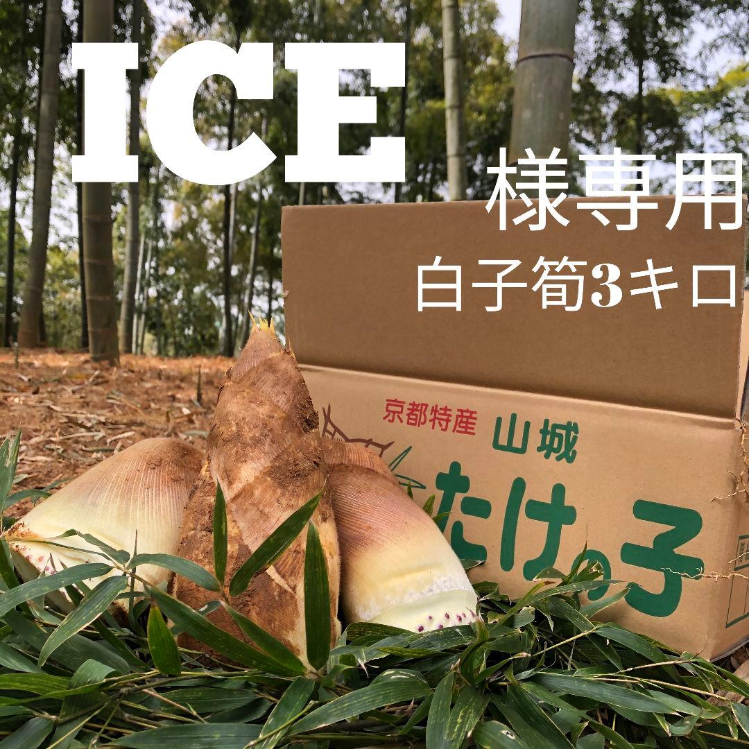 ICE　白子筍3キロ