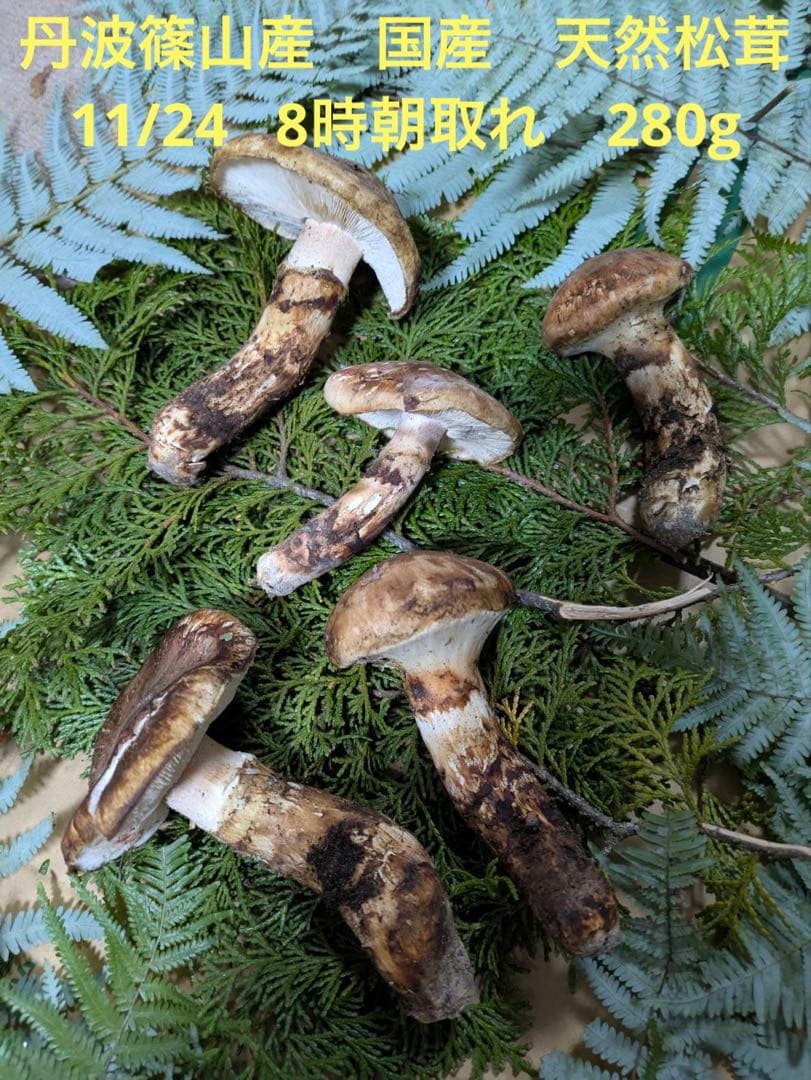 国産　天然松茸　丹羽篠山産　11/24 8時朝取れ　5本280g