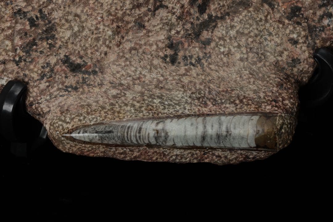 特大標本 アンモナイト&オルソセラス 化石プレート10.6kg 直角貝 鑑賞石