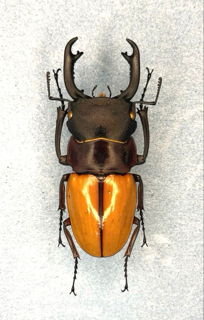 大型カステルナウツヤクワガタ