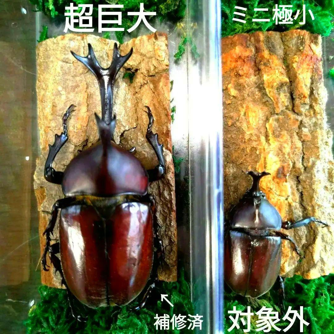 宝物野生巨大超特大大型87mm頭角19.8mm胸角6.4mmぐらいカブトムシ標本