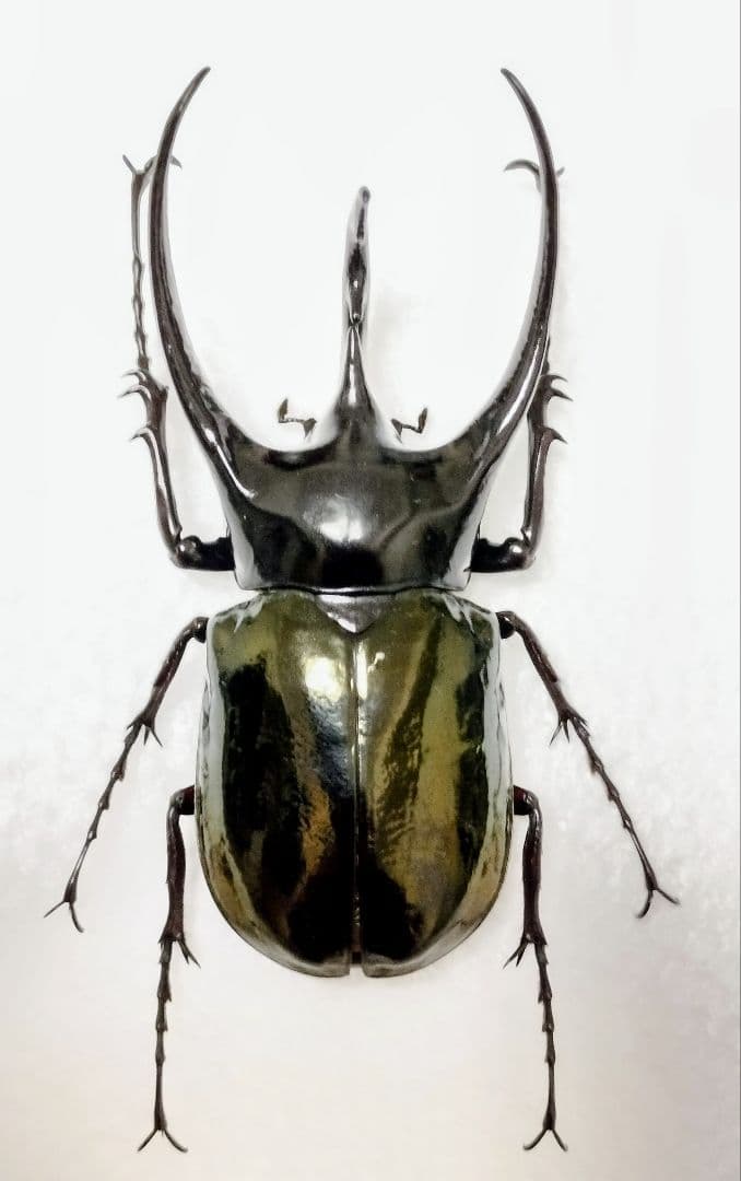 大型ジャワコーカサス標本②