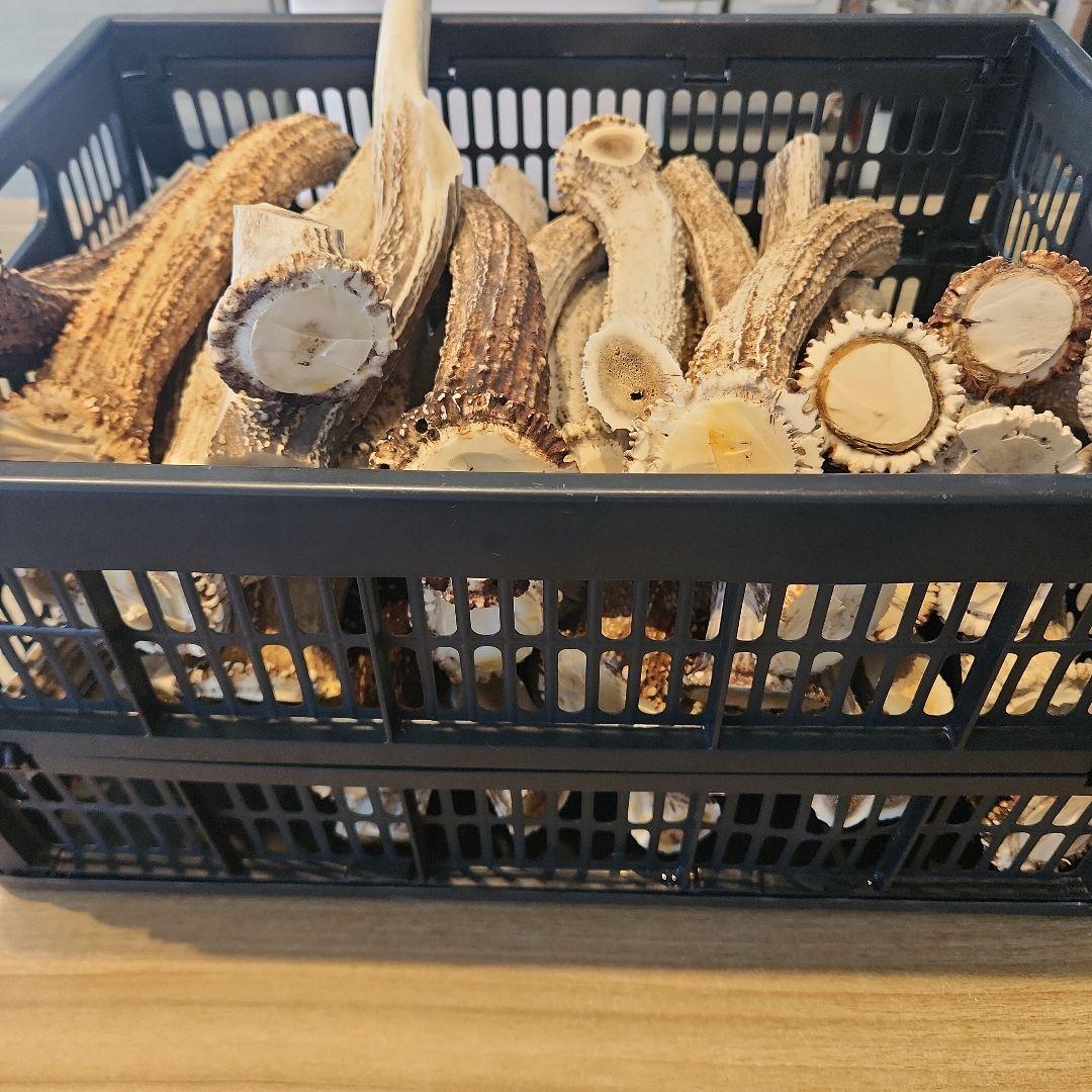 鹿の角　ランダム５kgセット