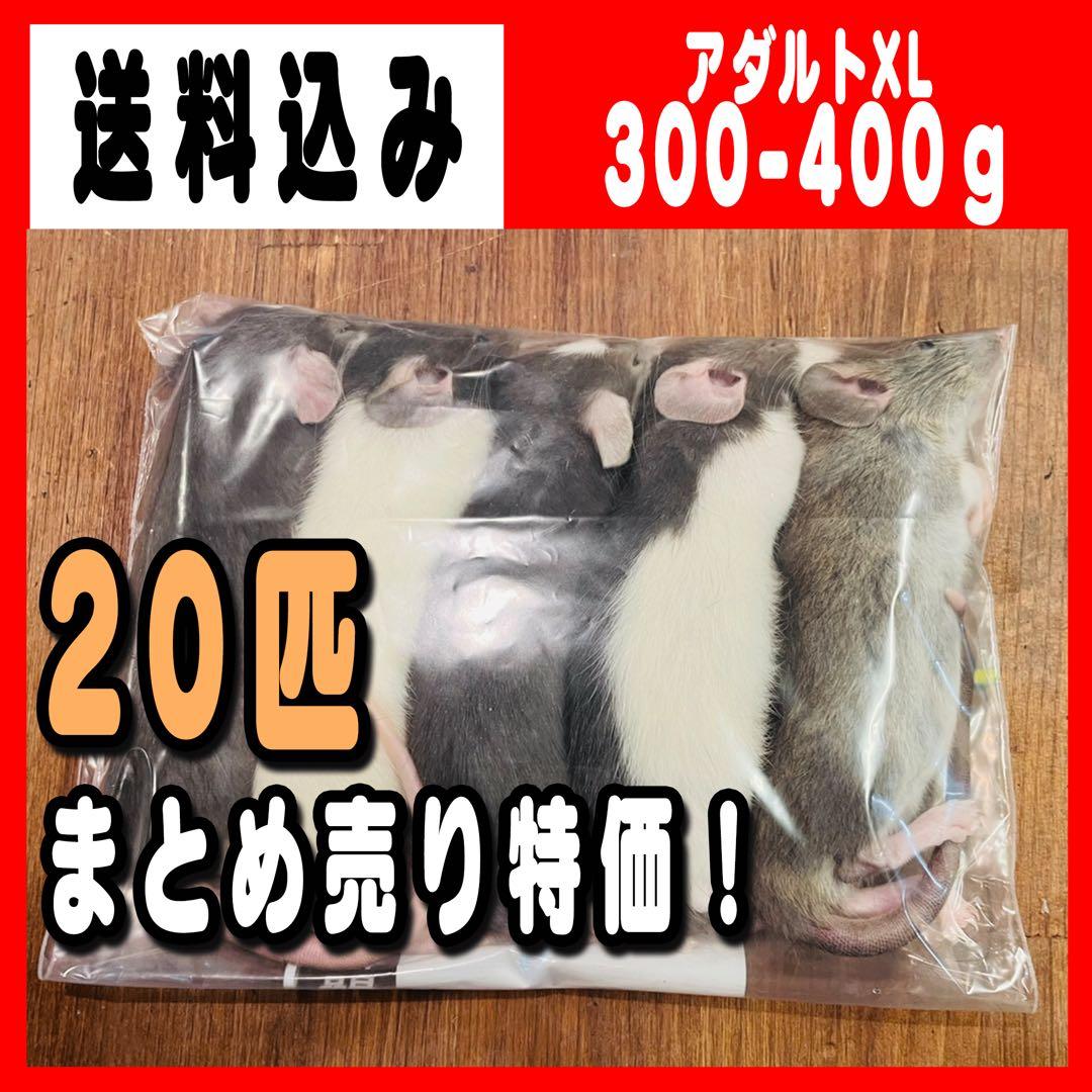 冷凍ラット アダルトXL (300~400g) 20匹 まとめ売り