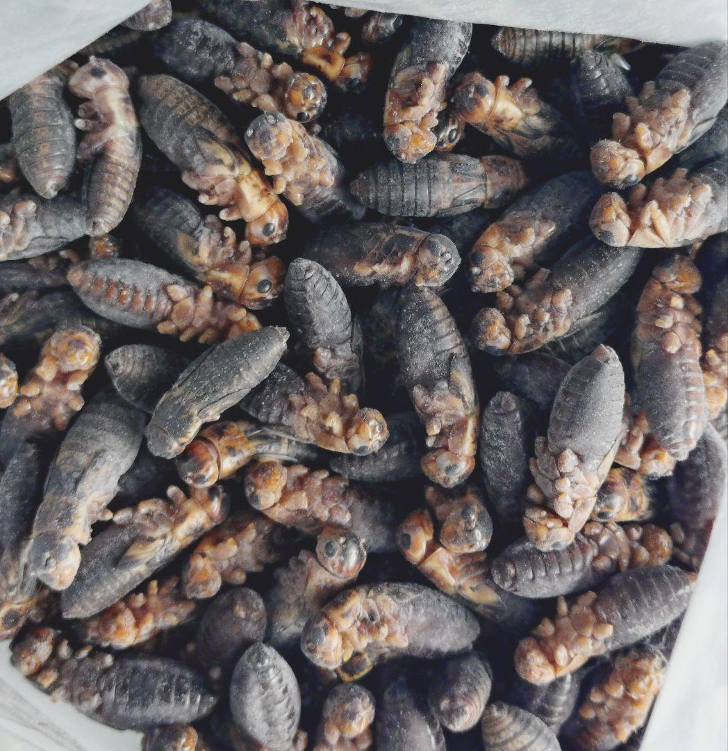 豆　送料無料　冷凍マウスアダルトＬ30匹ピンクS20匹フタホシ200グラム