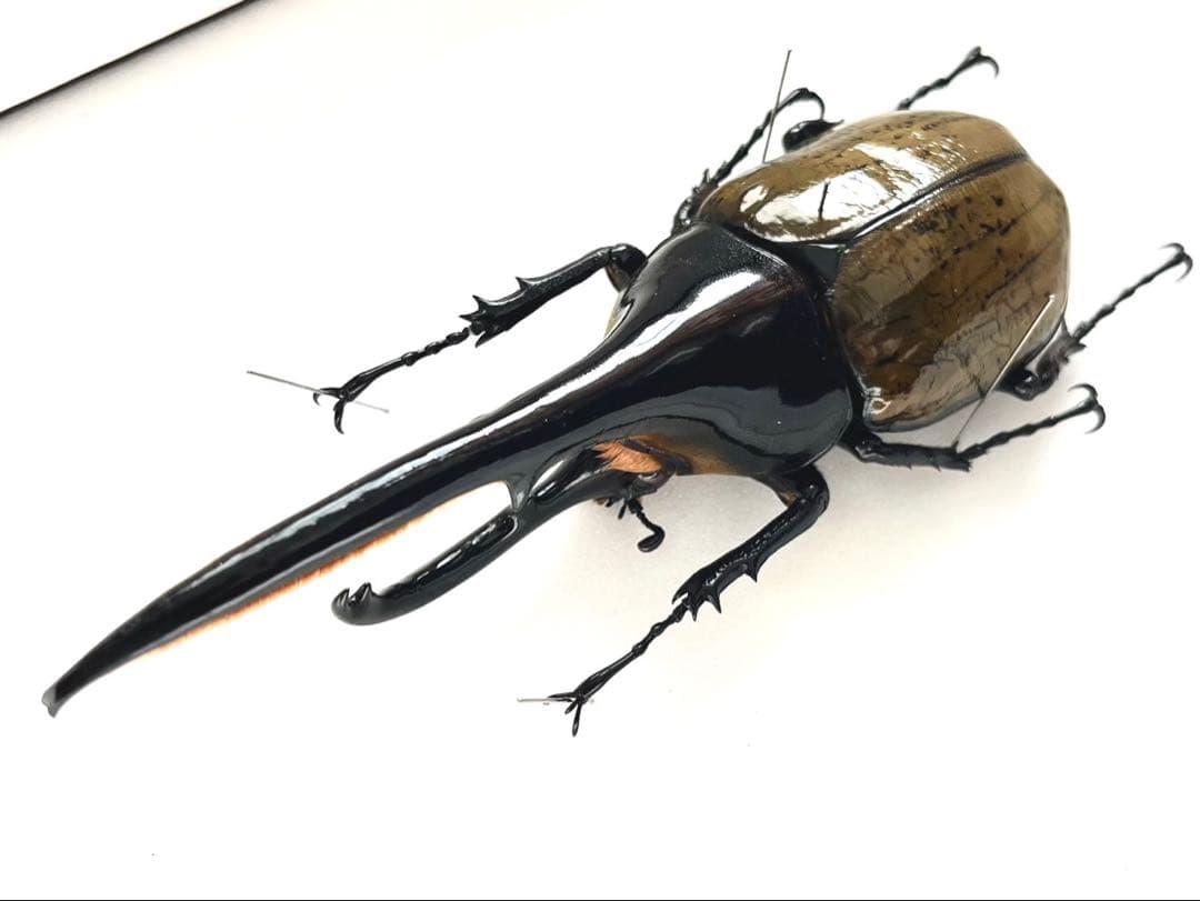 ヘラクレスオオカブト　標本　153mm