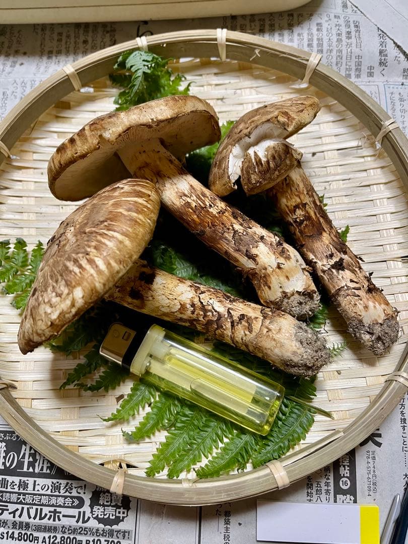 【大阪泉州産】天然松茸 採れたて開き☆3本145g国産