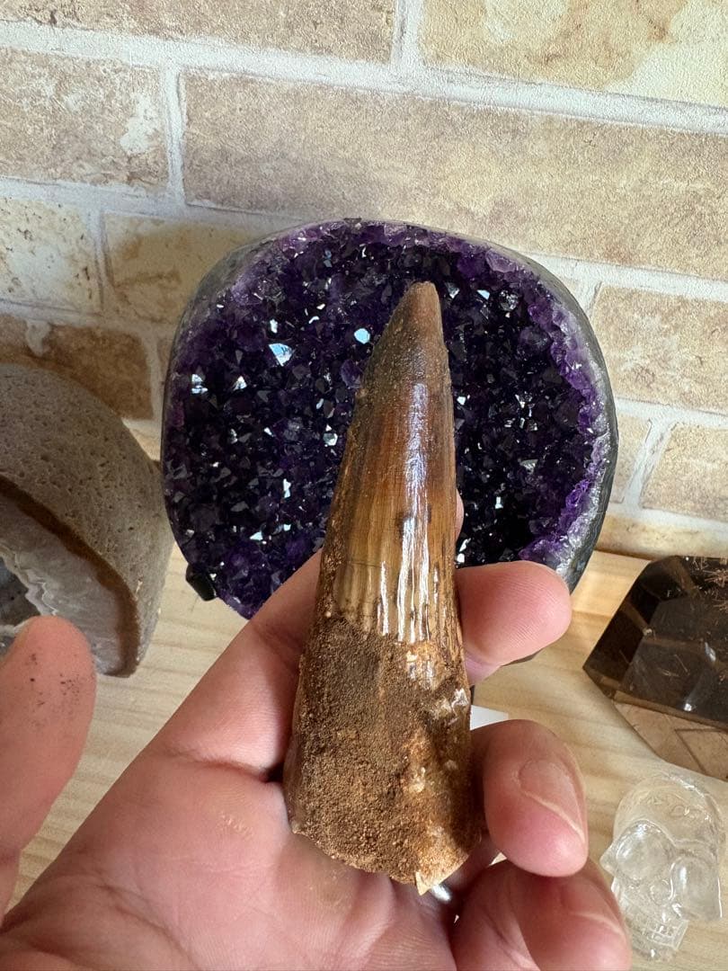 綺麗なエナメル質が残るスピノサウルスの歯　化石　恐竜