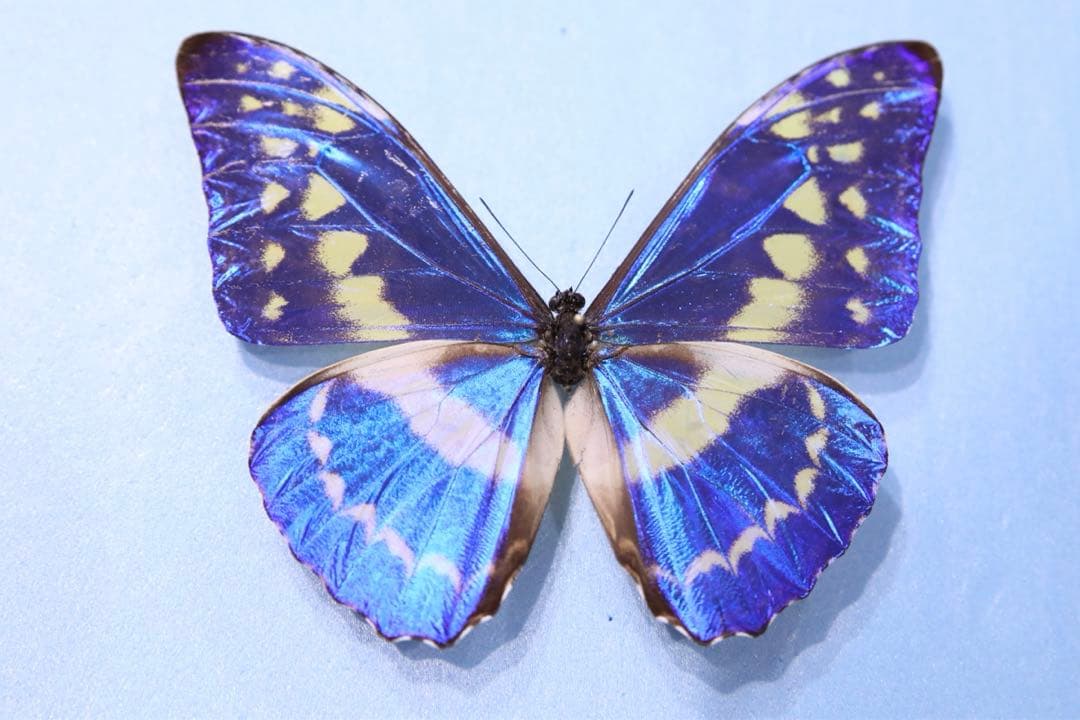 キプリスモルフォ！標本！5