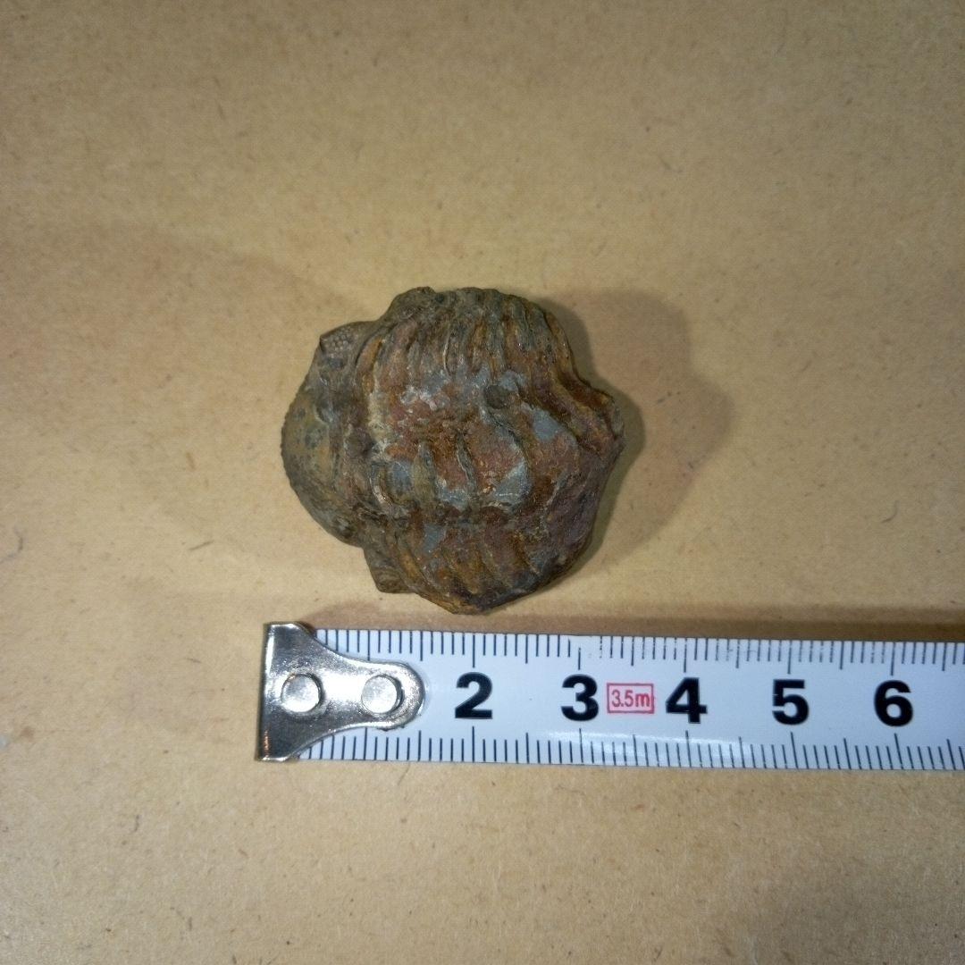 三葉虫　化石　三葉虫化石　究極のレトロ　fossil　ボリビア産　化石管理番号⑪