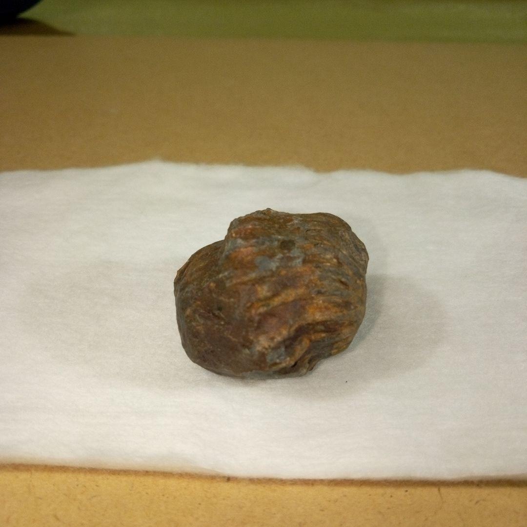 三葉虫　化石　三葉虫化石　究極のレトロ　fossil　ボリビア産　化石管理番号⑪