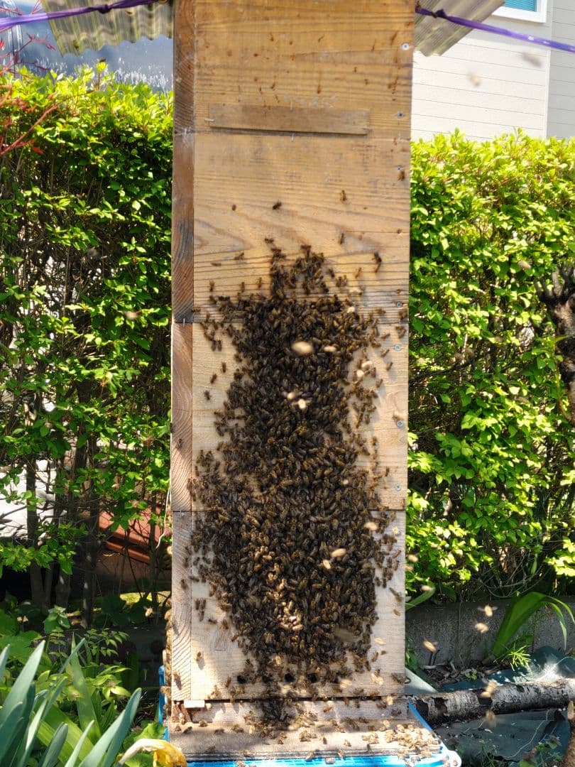 純粋はちみつ　日本蜜蜂の百花蜜　1年熟成　550ｇ✕4本（2.2kg）