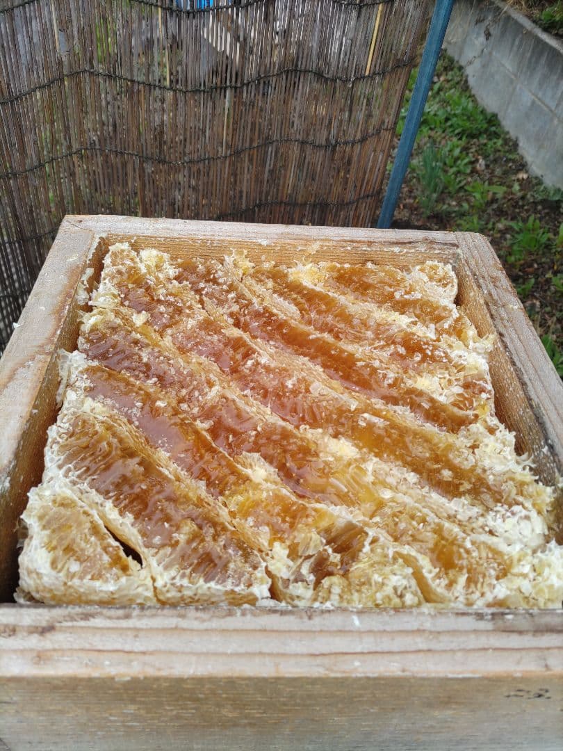 純粋はちみつ　日本蜜蜂の百花蜜　1年熟成　550ｇ✕4本（2.2kg）