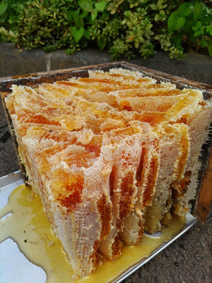 純粋はちみつ　日本蜜蜂の百花蜜　1年熟成　550ｇ✕4本（2.2kg）