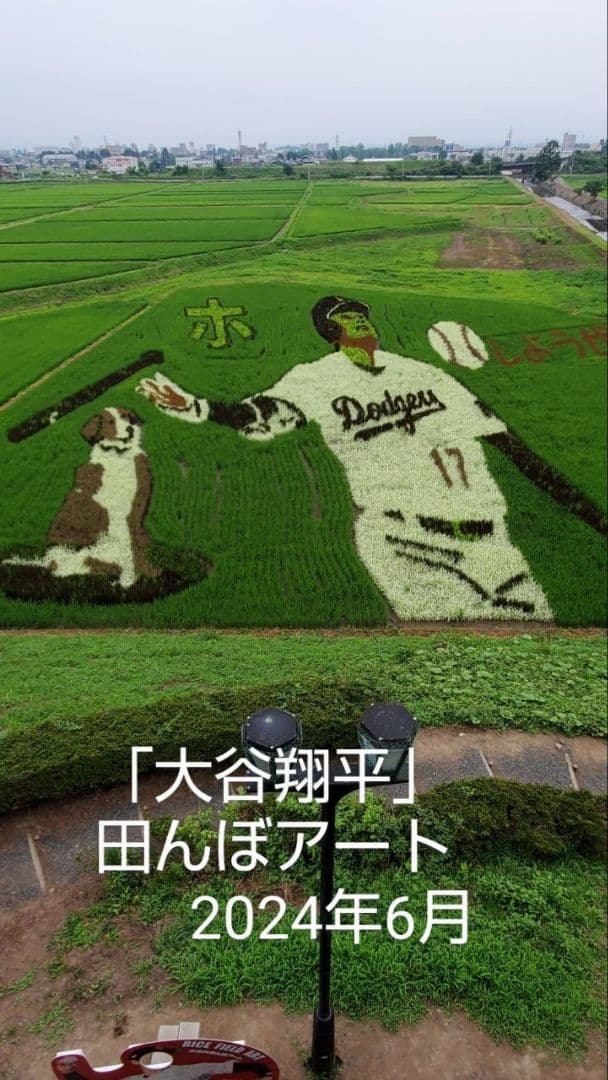 純粋はちみつ　日本蜜蜂の百花蜜　1年熟成　550ｇ✕4本（2.2kg）