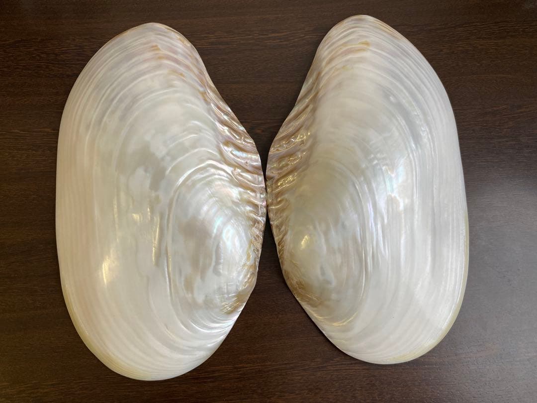 パールシェル貝　2枚　希少サイズ　置物　小物入れ　お皿　アクセサリー磨き上げ済み