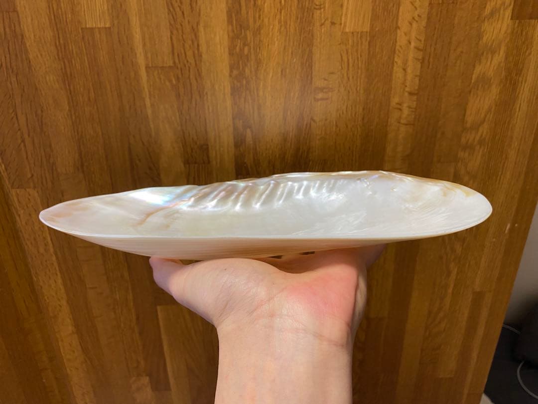 パールシェル貝　2枚　希少サイズ　置物　小物入れ　お皿　アクセサリー磨き上げ済み