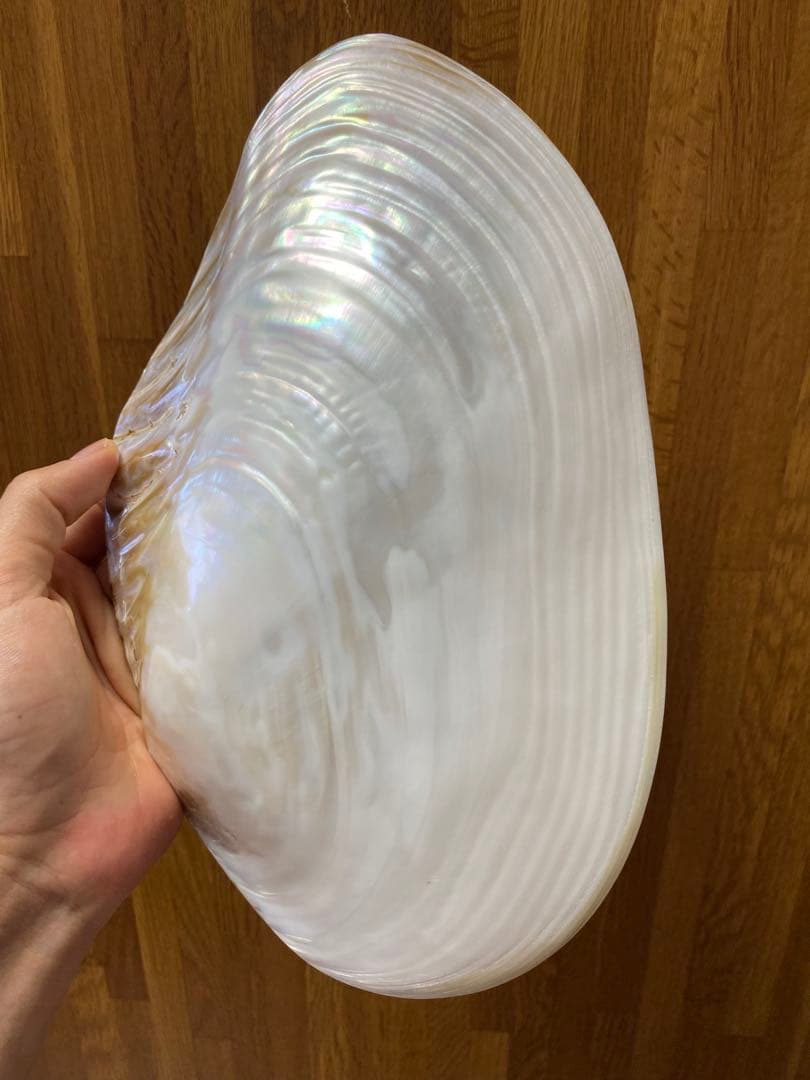 パールシェル貝　2枚　希少サイズ　置物　小物入れ　お皿　アクセサリー磨き上げ済み