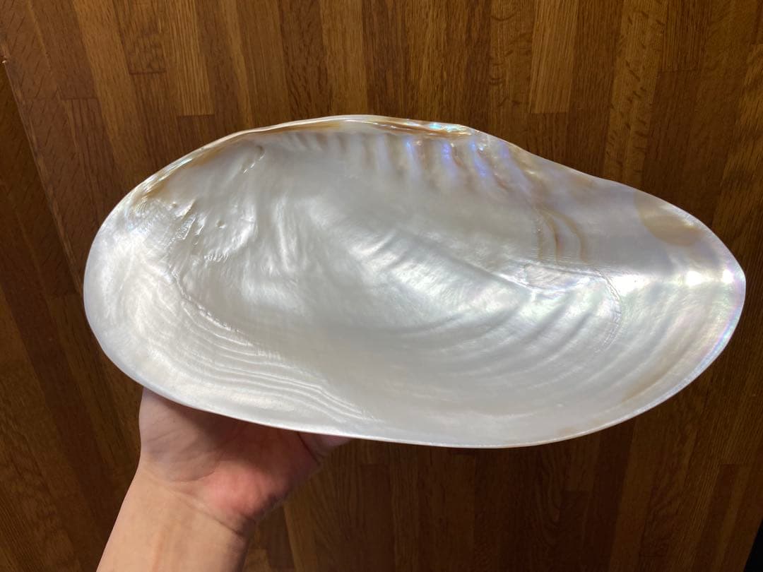 パールシェル貝　2枚　希少サイズ　置物　小物入れ　お皿　アクセサリー磨き上げ済み