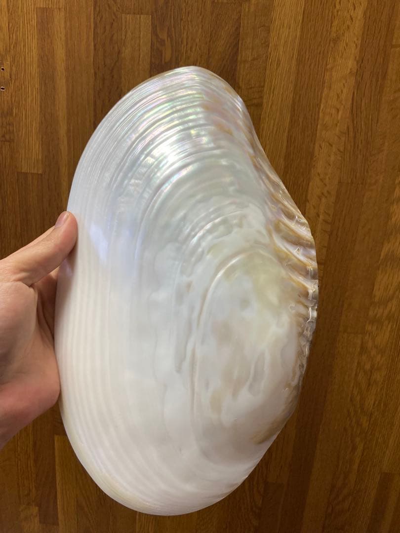 パールシェル貝　2枚　希少サイズ　置物　小物入れ　お皿　アクセサリー磨き上げ済み
