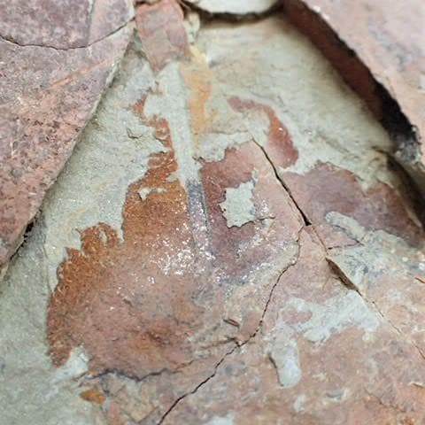 カブトガニの化石 大型で超稀少 モロッコ産 本物保証