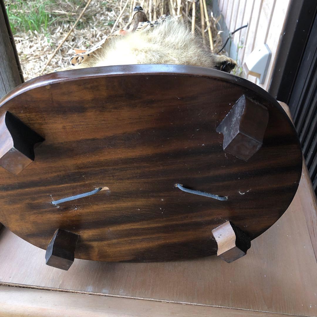 たぬきの剥製、