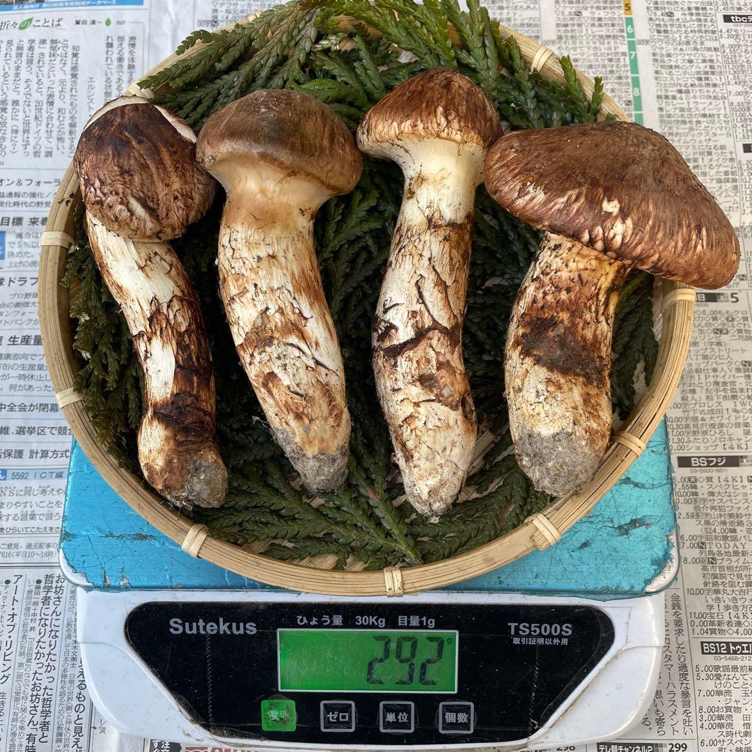 天然きのこ 松茸 国産 マツタケ まつたけ 山形県産 森の凛さん採取 その196
