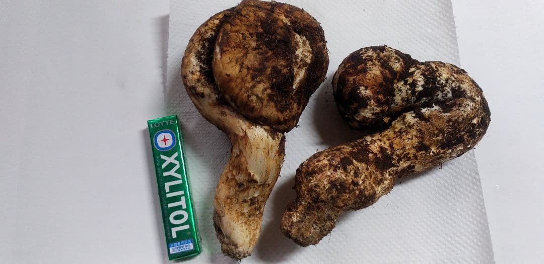 3 　たっぷり　高品質　高鮮度　国産　松茸　長野県　送料込み