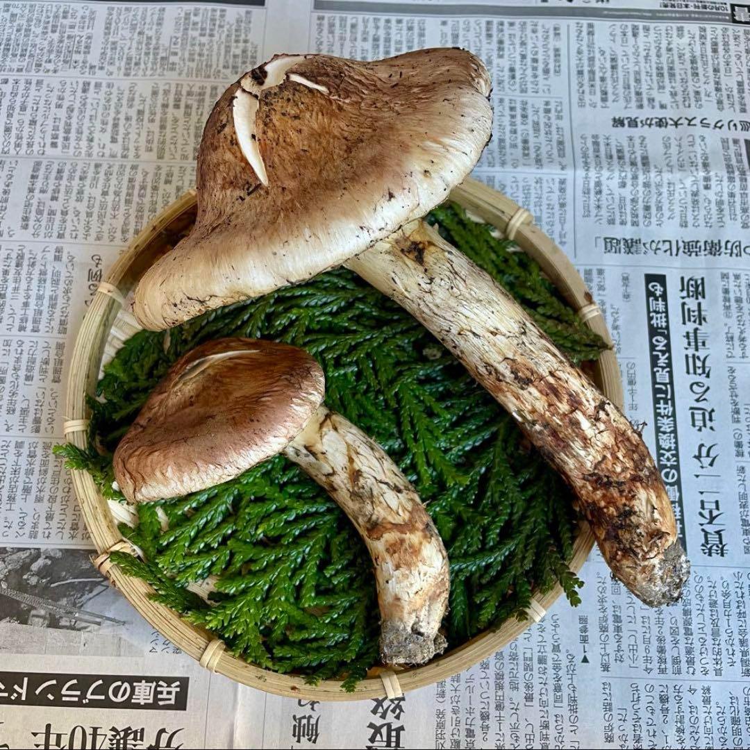 天然きのこ 松茸 国産 マツタケ まつたけ 大自然の凛さん採取その161