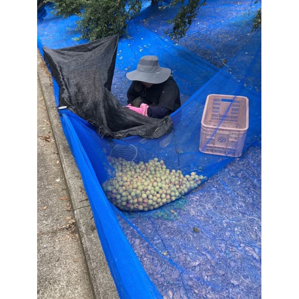 価格高騰！農家直送！紀州南高梅 樽 10000g 無添加 和歌山 紀州 白梅