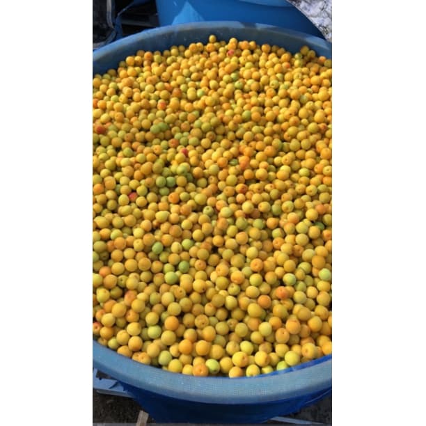 価格高騰！農家直送！紀州南高梅 樽 10000g 無添加 和歌山 紀州 白梅