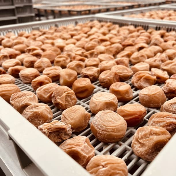 価格高騰！農家直送！紀州南高梅 樽 10000g 無添加 和歌山 紀州 白梅