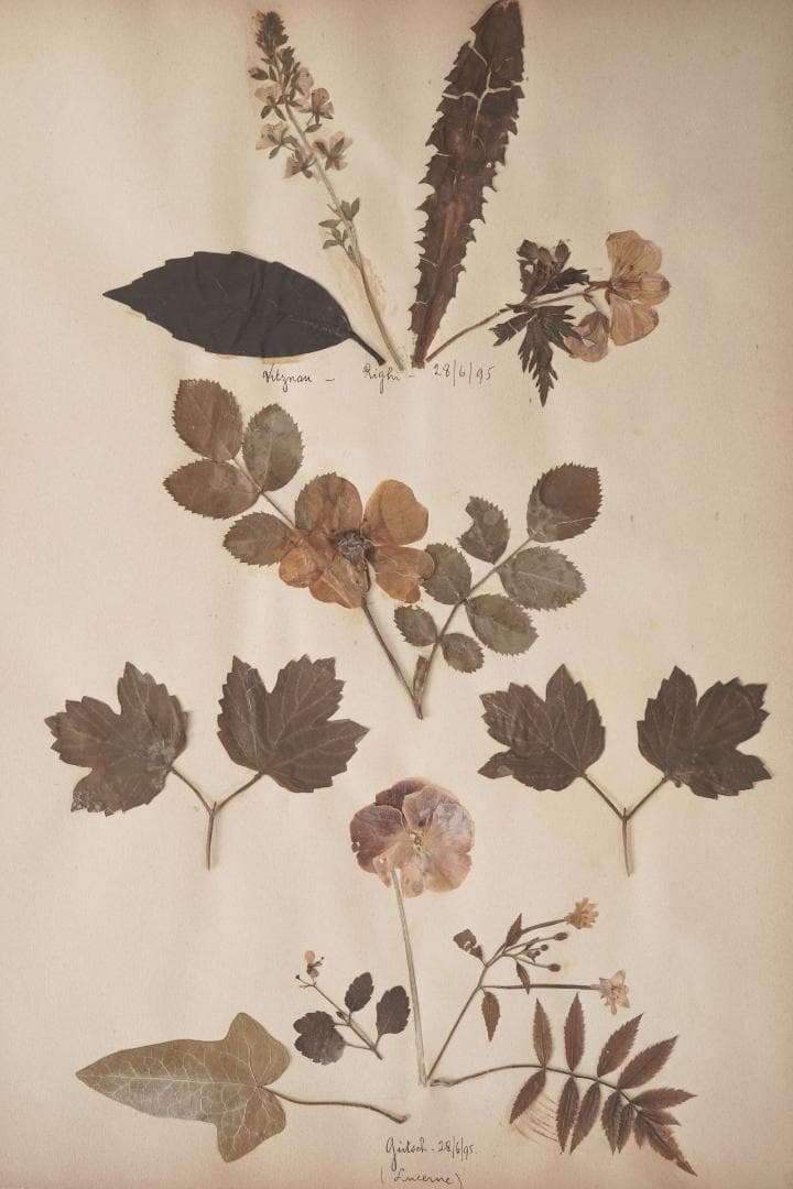 1895年 植物標本11枚セット フランスアンティーク 押し花 ドライフラワー