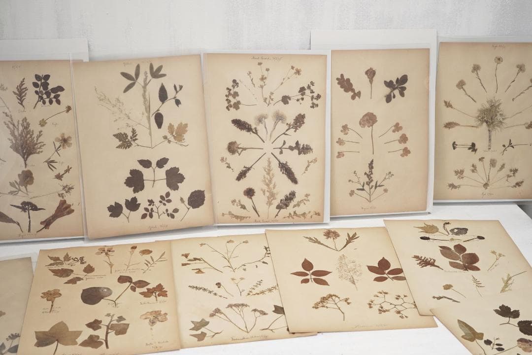 1895年 植物標本11枚セット フランスアンティーク 押し花 ドライフラワー