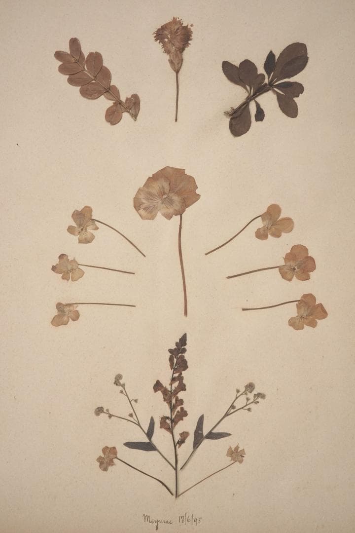 1895年 植物標本11枚セット フランスアンティーク 押し花 ドライフラワー