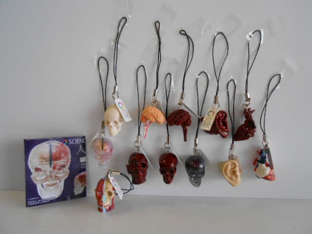 ♯Kui17Jtサイエンステクニカラー人体模型ストラップ1全12種