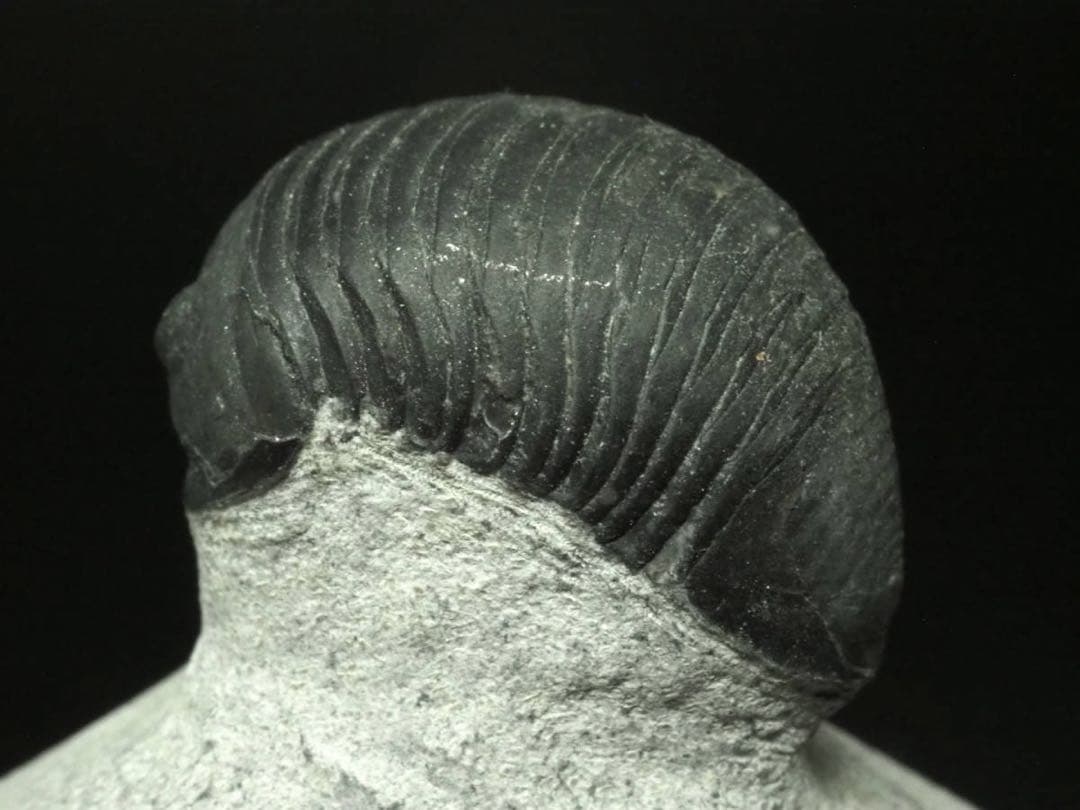 三葉虫　Parahomalonotus planus パラホマロノトゥス　化石