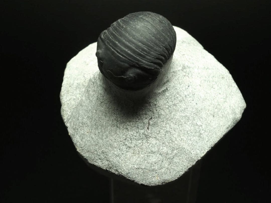 三葉虫　Parahomalonotus planus パラホマロノトゥス　化石