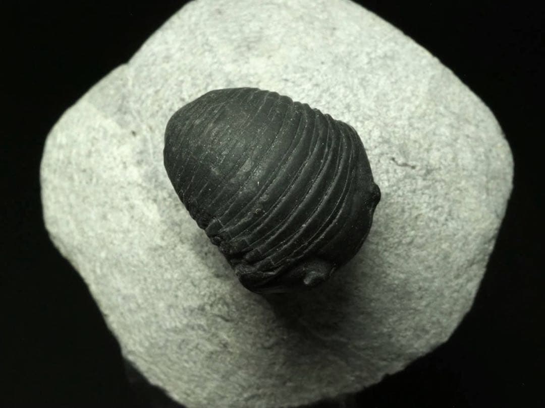 三葉虫　Parahomalonotus planus パラホマロノトゥス　化石