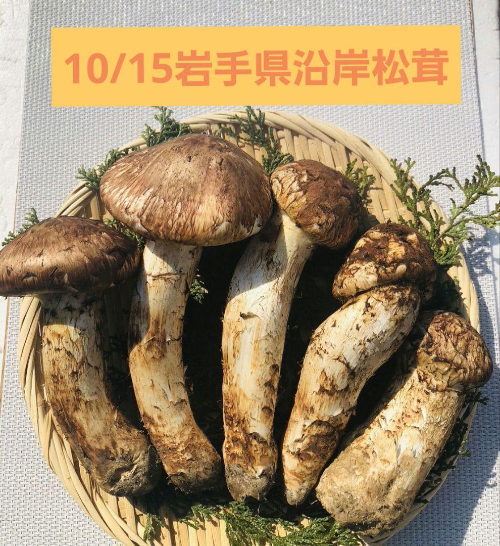 10/15 朝採れ国産岩手県沿岸松茸616g