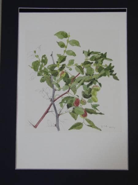 小磯良平、なつめ、高級薬用植物画、版上サイン入り、新品額付