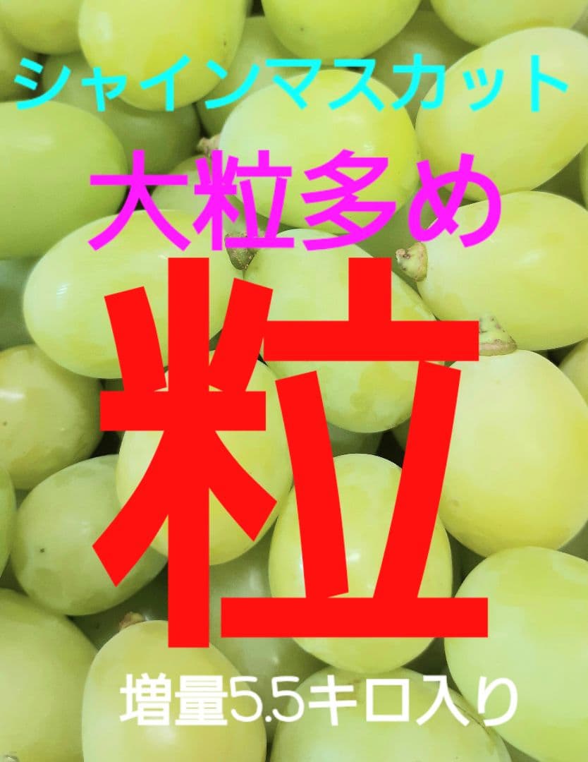 特売品のシャインマスカット増量の、徳用5.5キロ入りの粒バック入りになります。
